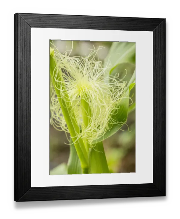 Framed Print : Issaquah, Washington State, USA. An ear of unripe corn growing. Corn is ready to harvest when the silks are brown and the ear is filled out Framed Print : Issaquah, Washington State, USA. An ear of unripe corn growing. Corn is ready to harvest when the silks are brown and the ear is filled out