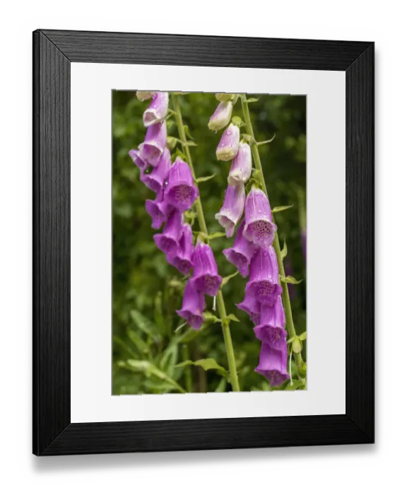 Framed Print : Issaquah, Washington State, USA. Common Foxglove (Digitalis purpurea) is a perennial or biennial, and has spikes of tubular flowers Framed Print : Issaquah, Washington State, USA. Common Foxglove (Digitalis purpurea) is a perennial or biennial, and has spikes of tubular flowers