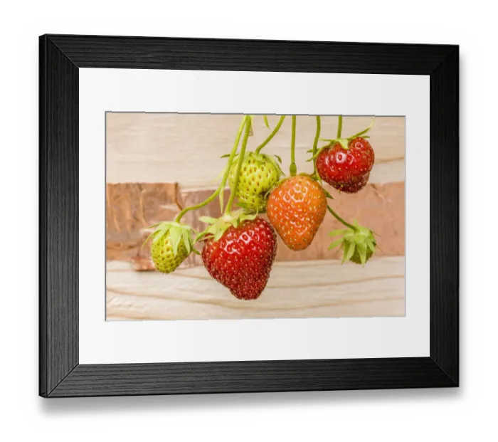 Framed Print : Issaquah, Washington State, USA. Everbearing strawberries growing in a raised bed garden with copper slug repellant tape on the side Framed Print : Issaquah, Washington State, USA. Everbearing strawberries growing in a raised bed garden with copper slug repellant tape on the side