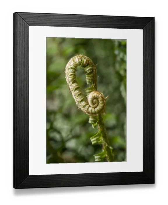 Framed Print : Issaquah, Washington State, USA. Western Swordfern fiddleheads. Fronds partially unroll their fiddleheads by late May Framed Print : Issaquah, Washington State, USA. Western Swordfern fiddleheads. Fronds partially unroll their fiddleheads by late May