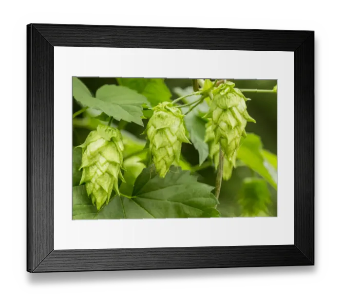 Framed Print : Issaquah, Washington State, USA. Close-up of hops cones. Hops are the female flowers (seed cones, strobiles) of the hop Framed Print : Issaquah, Washington State, USA. Close-up of hops cones. Hops are the female flowers (seed cones, strobiles) of the hop