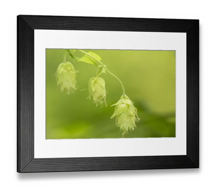 Framed Print : Issaquah, Washington State, USA. Close-up of hops cones. Hops are the female flowers (seed cones, strobiles) of the hop Framed Print : Issaquah, Washington State, USA. Close-up of hops cones. Hops are the female flowers (seed cones, strobiles) of the hop