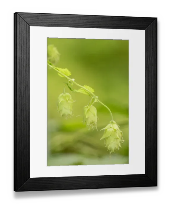 Framed Print : Issaquah, Washington State, USA. Close-up of hops cones. Hops are the female flowers (seed cones, strobiles) of the hop Framed Print : Issaquah, Washington State, USA. Close-up of hops cones. Hops are the female flowers (seed cones, strobiles) of the hop
