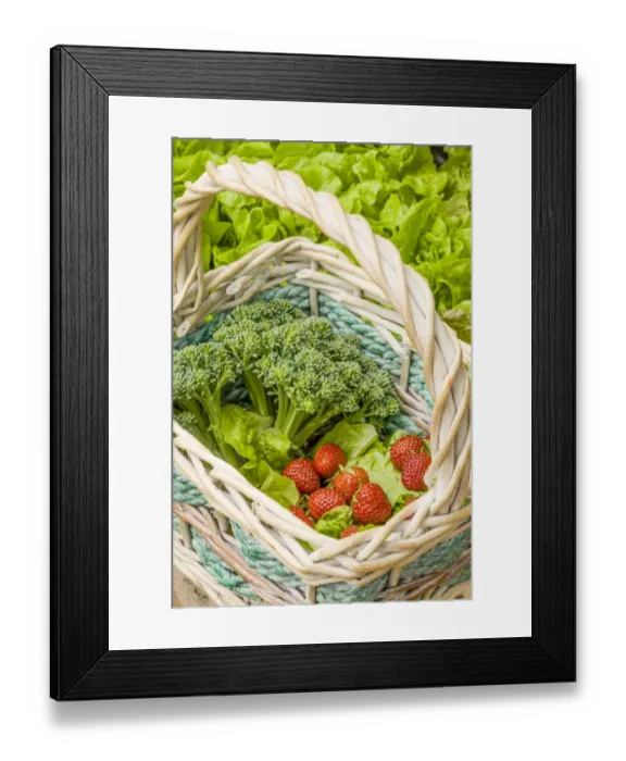 Framed Print : Issaquah, Washington State, USA. Basket of freshly harvested Blue Wind broccoli, Tom Thumb lettuce and strawberries Framed Print : Issaquah, Washington State, USA. Basket of freshly harvested Blue Wind broccoli, Tom Thumb lettuce and strawberries