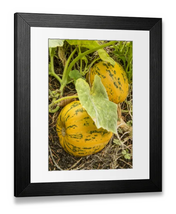 Framed Print : Issaquah, Washington State, USA. Kakai pumpkins growing in a garden. This pumpkin is grown for its hulless seeds Framed Print : Issaquah, Washington State, USA. Kakai pumpkins growing in a garden. This pumpkin is grown for its hulless seeds