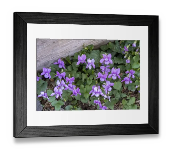Framed Print : Issaquah, Washington State, USA. Viola sororia or called Common Blue Violet, short-stemmed herbaceous perennial Framed Print : Issaquah, Washington State, USA. Viola sororia or called Common Blue Violet, short-stemmed herbaceous perennial