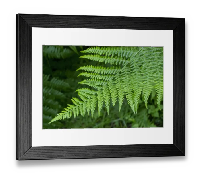 Framed Print : Issaquah, Washington State, USA. Lady fern plant which has large, feathery 2-3 pinnate fronds, tapering at both ends Framed Print : Issaquah, Washington State, USA. Lady fern plant which has large, feathery 2-3 pinnate fronds, tapering at both ends