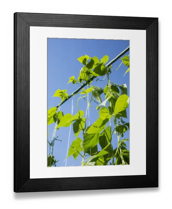 Framed Print : Maple Valley, Washington State, USA. Good Mother Stallard heirloom pole green beans growing on a string trellis Framed Print : Maple Valley, Washington State, USA. Good Mother Stallard heirloom pole green beans growing on a string trellis