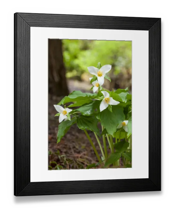 Framed Print : Issaquah, Washington State, USA. Western Trillium wildflowers, also known as Wake Robin or Western Wake Robin Framed Print : Issaquah, Washington State, USA. Western Trillium wildflowers, also known as Wake Robin or Western Wake Robin