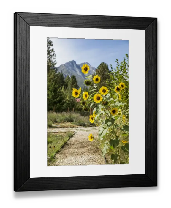 Framed Print : Leavenworth, Washington State, USA. Helianthus Chrysanthemum flowered series sunflowers growing along a path Framed Print : Leavenworth, Washington State, USA. Helianthus Chrysanthemum flowered series sunflowers growing along a path