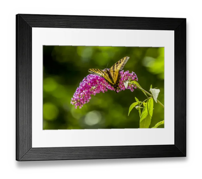 Framed Print : Issaquah, Washington State, USA. Western Tiger Swallowtail butterfly pollinating a Black Knight Butterfly bush Framed Print : Issaquah, Washington State, USA. Western Tiger Swallowtail butterfly pollinating a Black Knight Butterfly bush