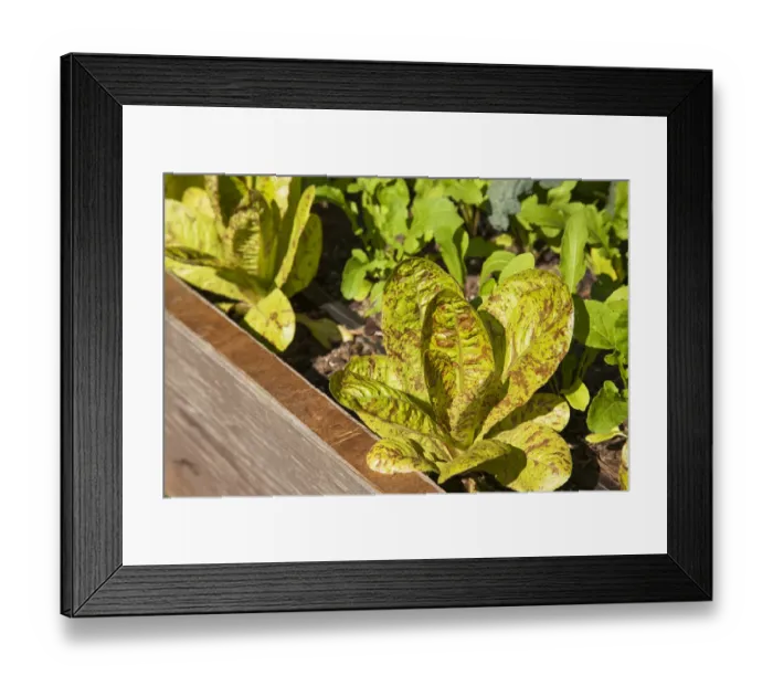 Framed Print : Issaquah, Washington State, USA. Flashy Trouts Back Lettuce plants growing in a raised bed vegetable garden Framed Print : Issaquah, Washington State, USA. Flashy Trouts Back Lettuce plants growing in a raised bed vegetable garden