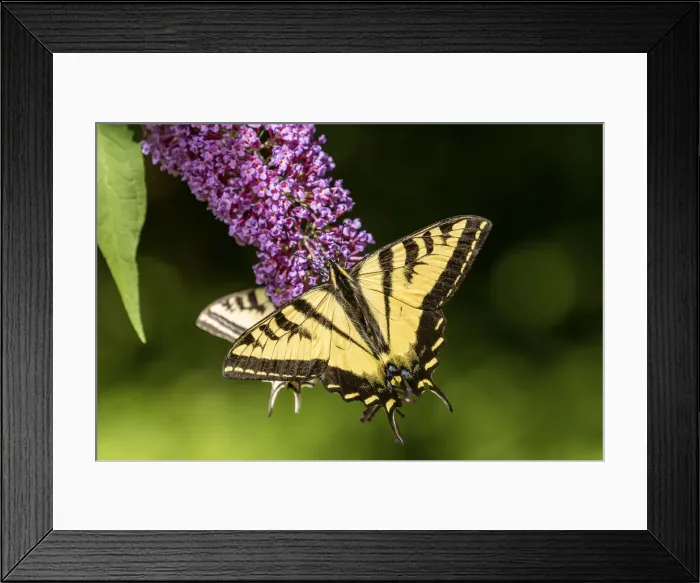 Framed Print : Issaquah, Washington State, USA. Two Western Tiger Swallowtail butterflies pollinating a Butterfly Bush Framed Print : Issaquah, Washington State, USA. Two Western Tiger Swallowtail butterflies pollinating a Butterfly Bush