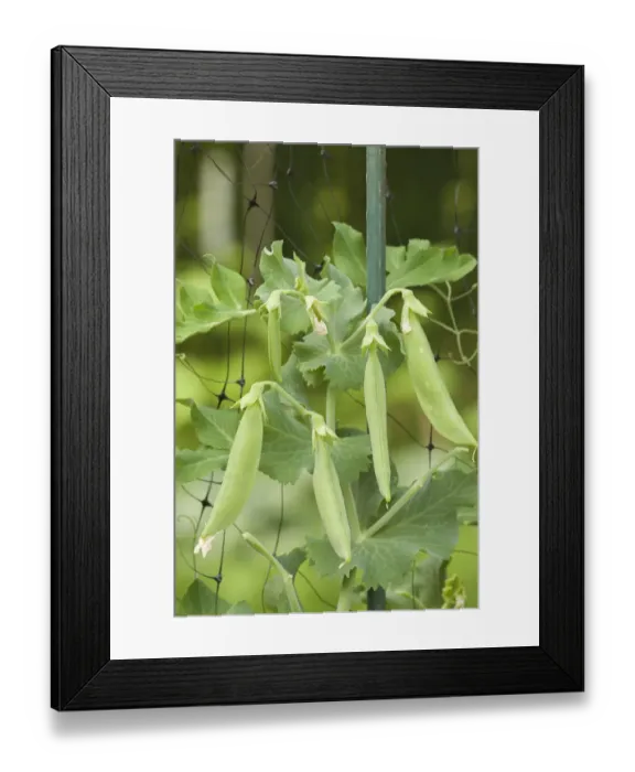 Framed Print : Issaquah, Washington State, USA. Sugar snap peas growing on a netting trellis strung between poles