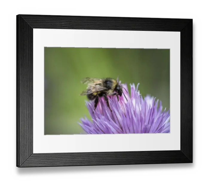 Framed Print : Issaquah, Washington State, USA. Yellow Head Bumblebee (Bombus flavifrons) pollinating a chive blossom Framed Print : Issaquah, Washington State, USA. Yellow Head Bumblebee (Bombus flavifrons) pollinating a chive blossom