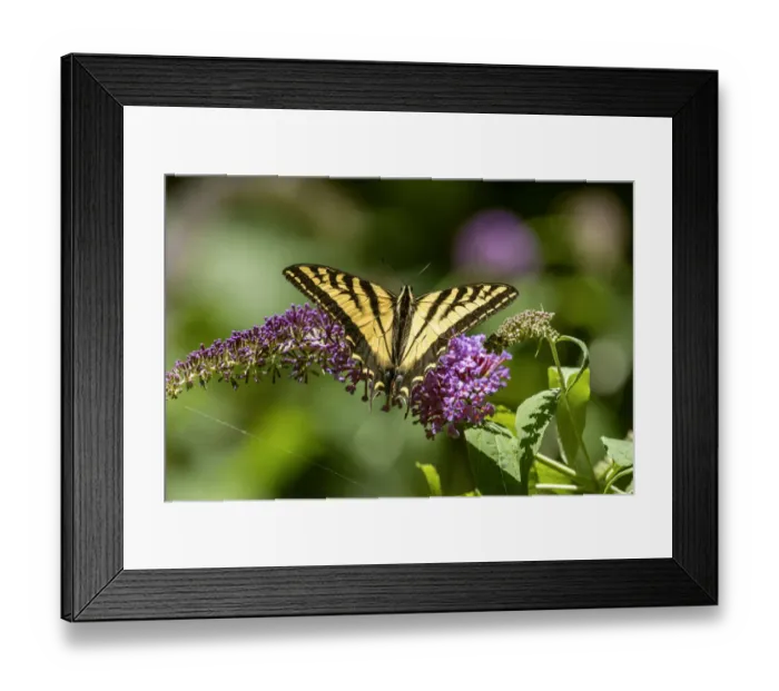 Framed Print : Issaquah, Washington State, USA. Western Tiger Swallowtail butterfly pollinating a Butterfly Bush