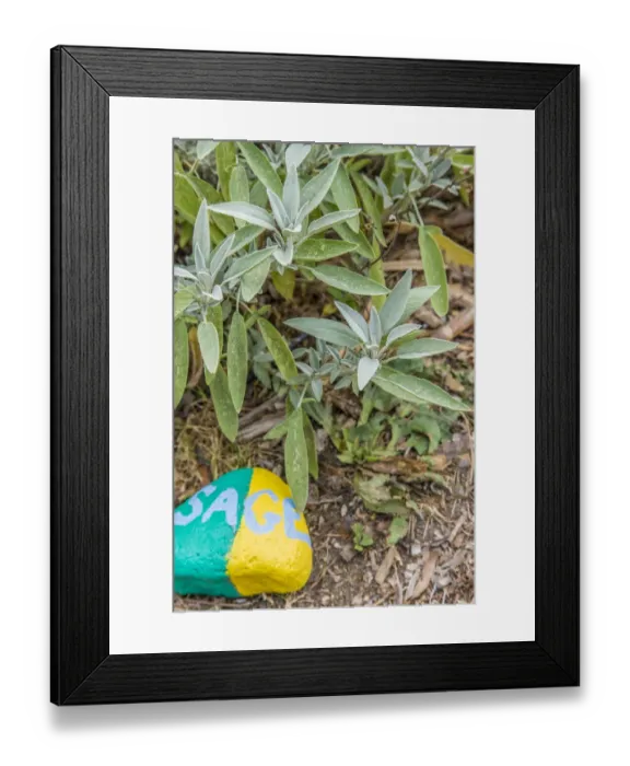 Framed Print : Issaquah, Washington State, USA. Sage plant with a painted rock saying sage in an herb garden Framed Print : Issaquah, Washington State, USA. Sage plant with a painted rock saying sage in an herb garden