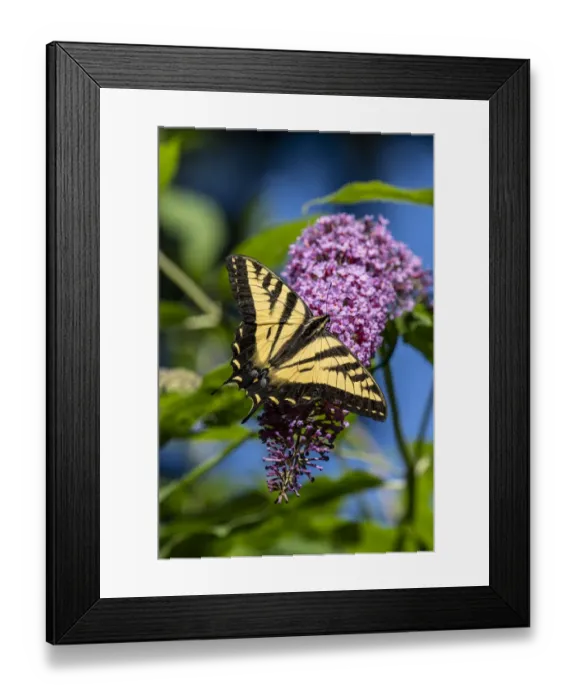 Framed Print : Issaquah, Washington State, USA. Western Tiger Swallowtail butterfly pollinating a Butterfly Bush Framed Print : Issaquah, Washington State, USA. Western Tiger Swallowtail butterfly pollinating a Butterfly Bush