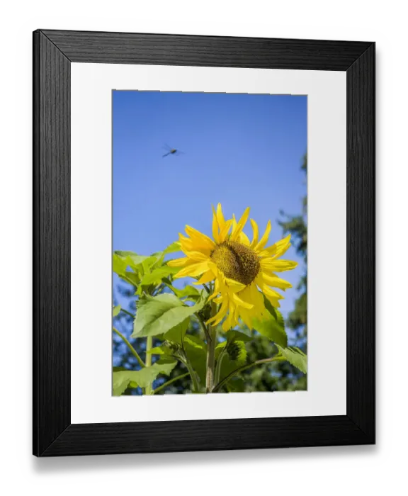 Framed Print : Bellevue, Washington State, USA. Dragonfly in flight over sunflower plant on a sunny day Framed Print : Bellevue, Washington State, USA. Dragonfly in flight over sunflower plant on a sunny day