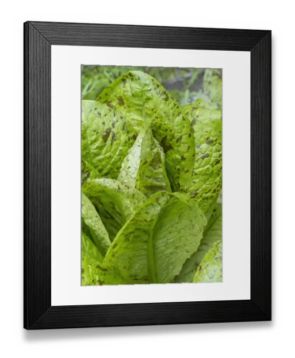 Framed Print : Issaquah, Washington State, USA. Flashy Trouts Back Lettuce plants Framed Print : Issaquah, Washington State, USA. Flashy Trouts Back Lettuce plants