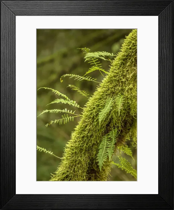 Framed Print : Hobart, Washington State, USA. Moss-covered tree with licorice ferns growing out of it Framed Print : Hobart, Washington State, USA. Moss-covered tree with licorice ferns growing out of it