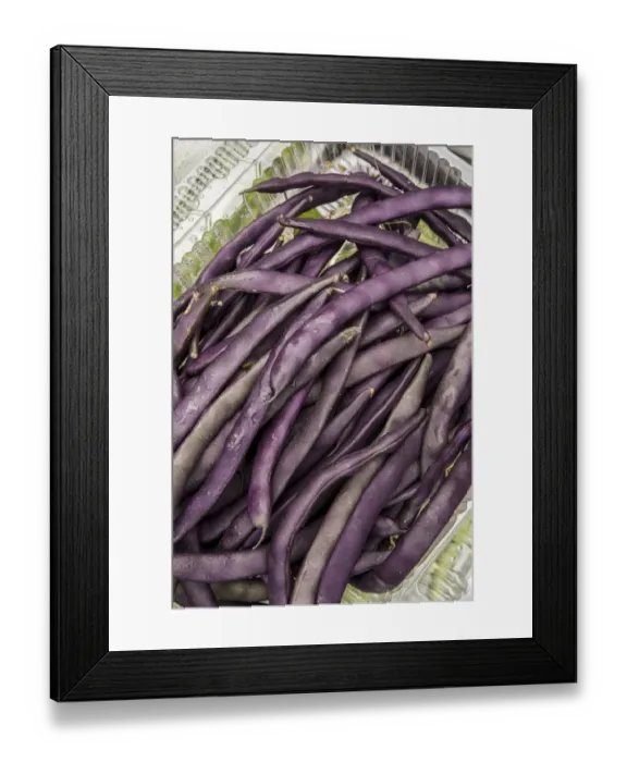 Framed Print : Bellevue, Washington State, USA. Freshly harvested Violet Podded Stringless pole beans Framed Print : Bellevue, Washington State, USA. Freshly harvested Violet Podded Stringless pole beans