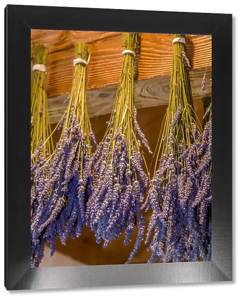 San Juan Island, Washington State, USA. Bunches of lavender hung to dry
