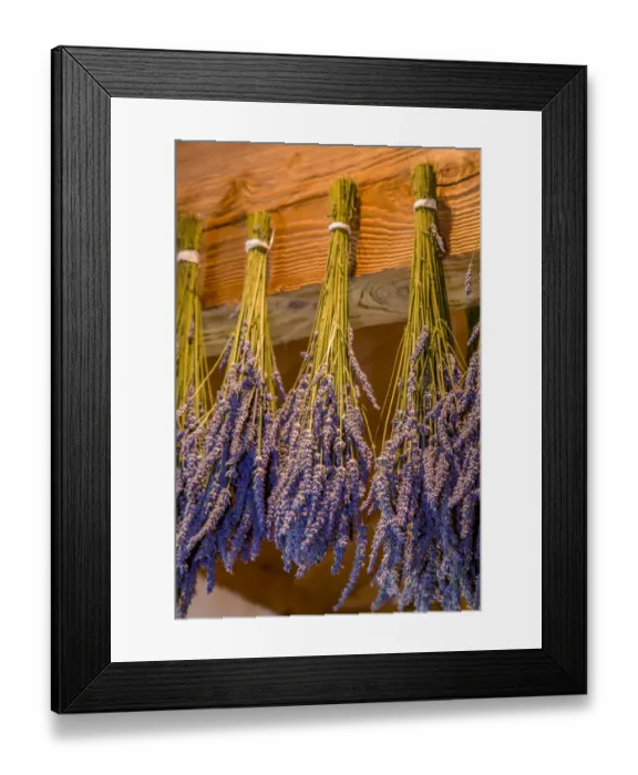 Framed Print : San Juan Island, Washington State, USA. Bunches of lavender hung to dry Framed Print : San Juan Island, Washington State, USA. Bunches of lavender hung to dry