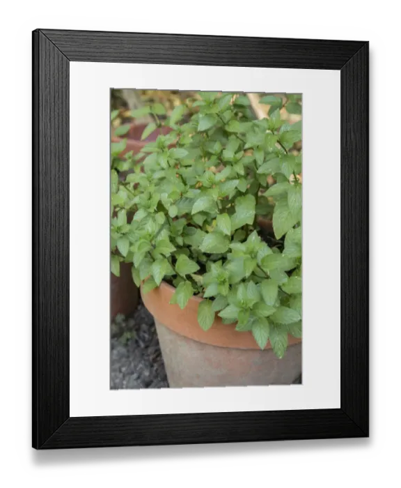 Framed Print : Bellevue, Washington State, USA. Chocolate mint plants growing in a container garden Framed Print : Bellevue, Washington State, USA. Chocolate mint plants growing in a container garden