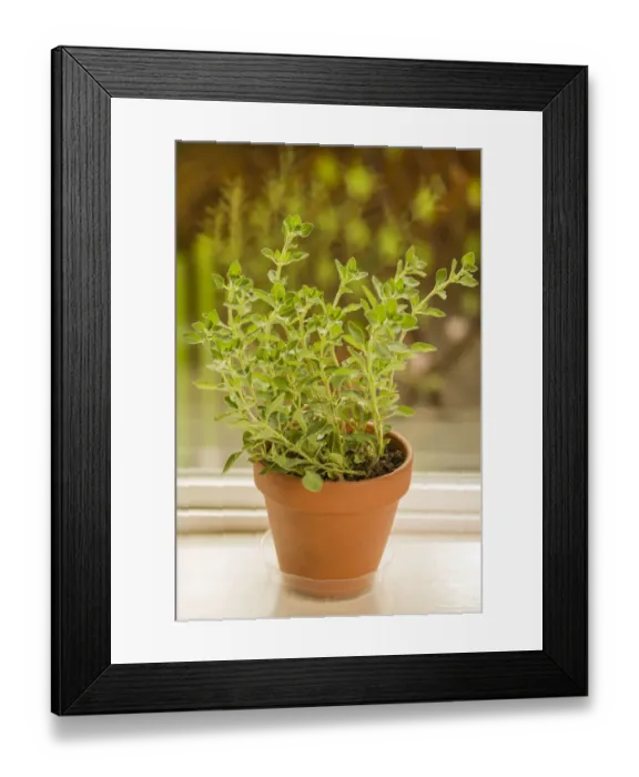 Framed Print : Issaquah, Washington State, USA. Clay pot of Greek Oregano sitting on a windowsill Framed Print : Issaquah, Washington State, USA. Clay pot of Greek Oregano sitting on a windowsill