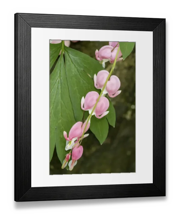 Framed Print : Issaquah, Washington State, USA. Bleeding Heart (Lamprocapnos spectabilis) flowers Framed Print : Issaquah, Washington State, USA. Bleeding Heart (Lamprocapnos spectabilis) flowers