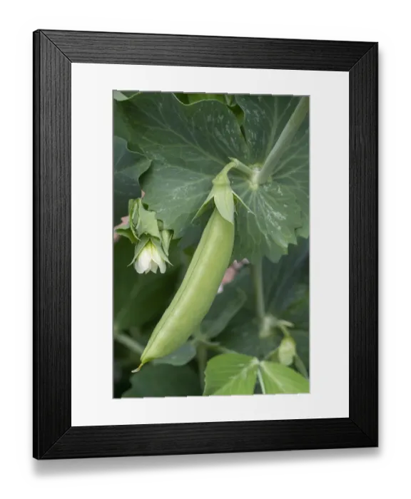Framed Print : Issaquah, Washington State, USA. Sugar Snap Pea plant with blossom and small pea pod Framed Print : Issaquah, Washington State, USA. Sugar Snap Pea plant with blossom and small pea pod