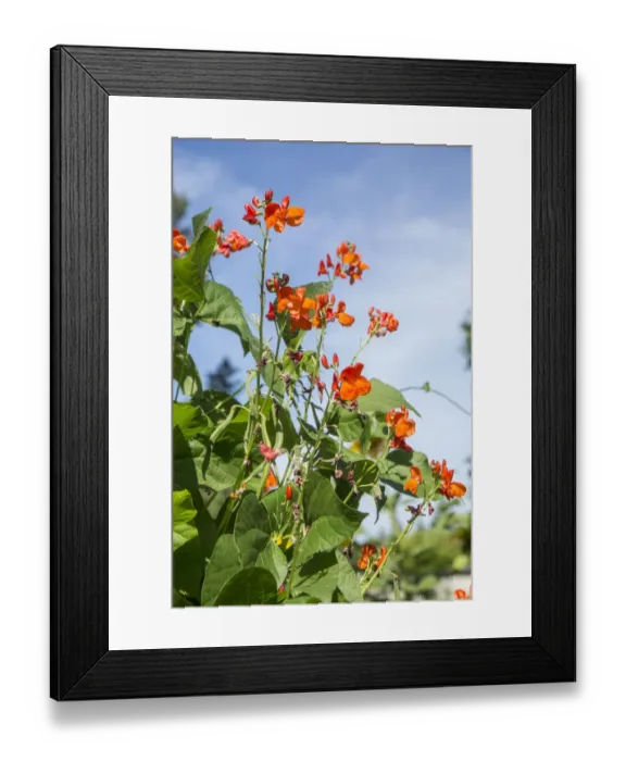 Framed Print : Issaquah, Washington State, USA. Scarlet Runner pole beans with blossoms