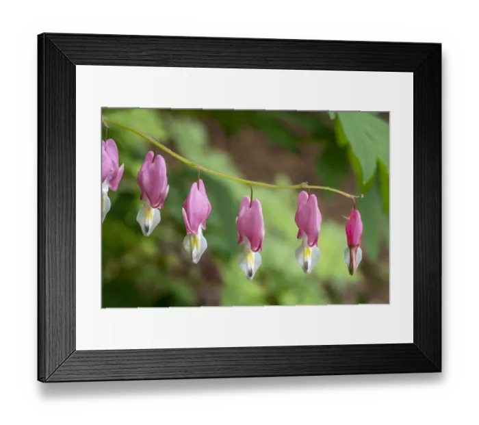 Framed Print : Issaquah, Washington State, USA. Bleeding Heart (Lamprocapnos spectabilis) flowers Framed Print : Issaquah, Washington State, USA. Bleeding Heart (Lamprocapnos spectabilis) flowers