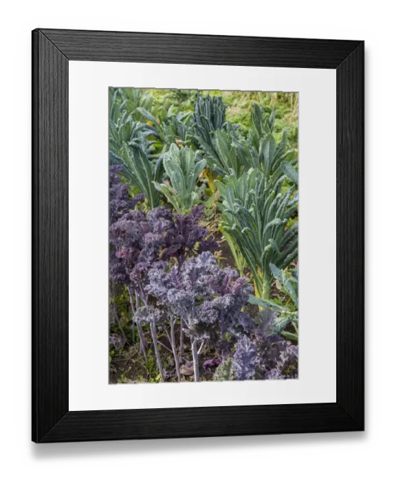 Framed Print : Maple Valley, Washington State, USA. Redbor and Dinosaur kale growing in a garden Framed Print : Maple Valley, Washington State, USA. Redbor and Dinosaur kale growing in a garden