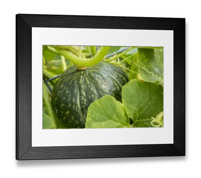 Framed Print : Bellevue, Washington State, USA. Discus Bush Buttercup Squash growing Framed Print : Bellevue, Washington State, USA. Discus Bush Buttercup Squash growing