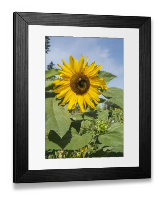 Framed Print : Issaquah, Washington State, USA. Honeybee pollinating a sunflower on a sunny day Framed Print : Issaquah, Washington State, USA. Honeybee pollinating a sunflower on a sunny day