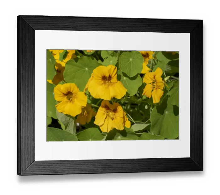 Framed Print : Issaquah, Washington State, USA. Nasturtiums growing in and around a plant cage