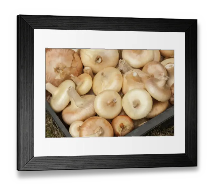 Framed Print : Carnation, Washington State, USA. Freshly harvested Cipollini onions