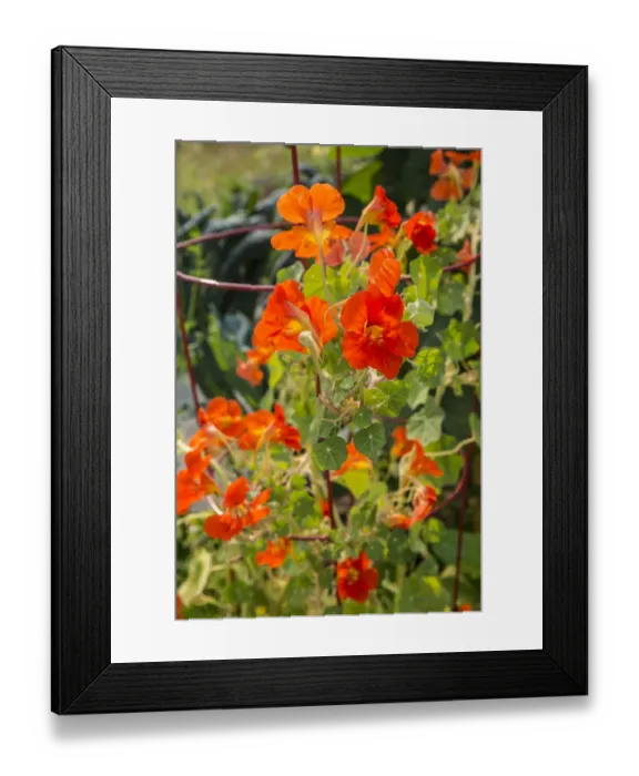 Framed Print : Issaquah, Washington State, USA. Nasturtiums growing in and around a plant cage Framed Print : Issaquah, Washington State, USA. Nasturtiums growing in and around a plant cage