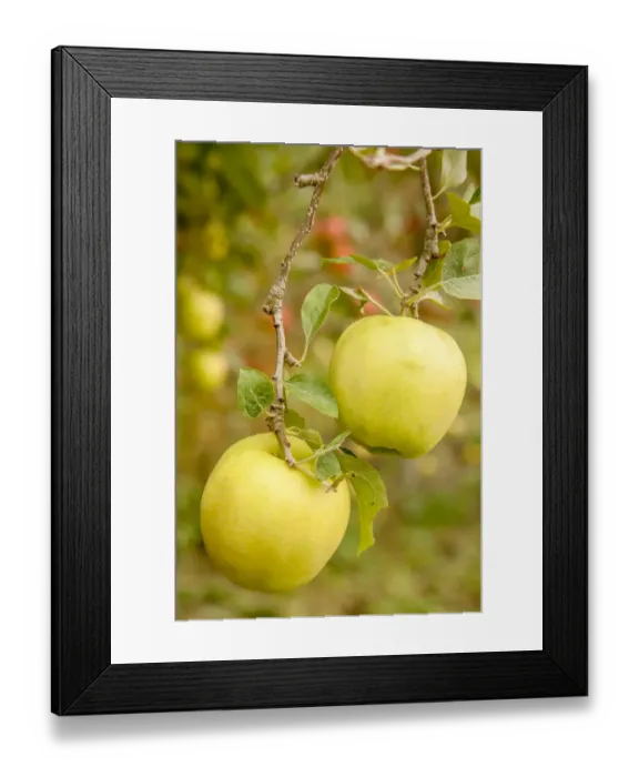 Framed Print : Wenatchee, Washington State, USA. Golden Delicious Apples on the tree Framed Print : Wenatchee, Washington State, USA. Golden Delicious Apples on the tree
