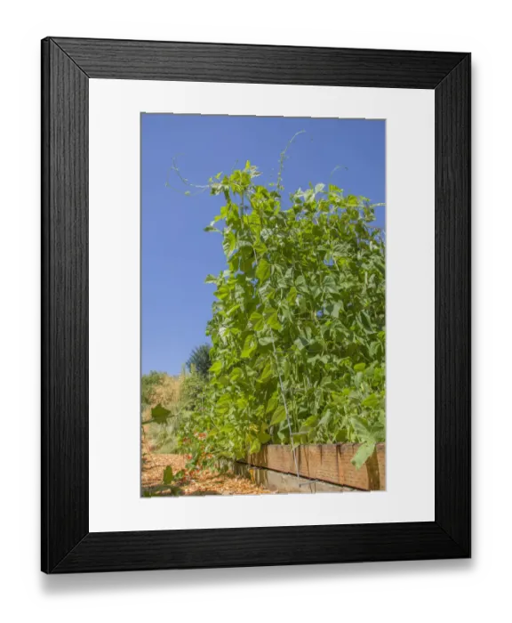 Framed Print : Bellevue, Washington State, USA. Super Marconi pole beans growing on a trellis Framed Print : Bellevue, Washington State, USA. Super Marconi pole beans growing on a trellis