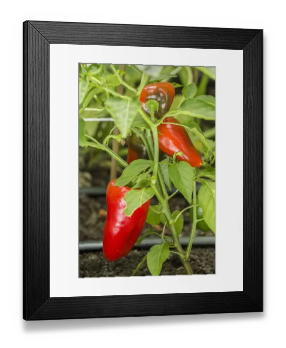 Framed Print : Issaquah, Washington State, USA. Bellafina red sweet bell pepper plant growing Framed Print : Issaquah, Washington State, USA. Bellafina red sweet bell pepper plant growing