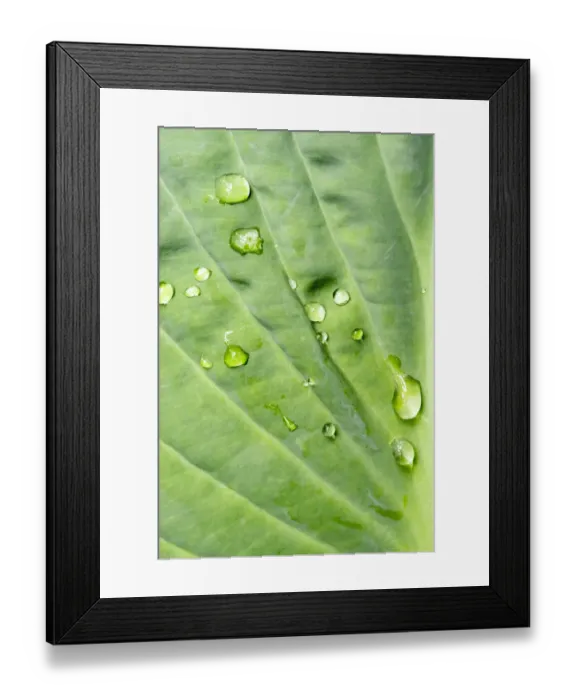 Framed Print : Issaquah, Washington State, USA. Raindrops on Hosta Krossa Regal plant Framed Print : Issaquah, Washington State, USA. Raindrops on Hosta Krossa Regal plant