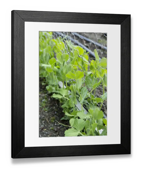 Framed Print : Issaquah, Washington State, USA. Snap peas growing up a chicken wire trellis Framed Print : Issaquah, Washington State, USA. Snap peas growing up a chicken wire trellis