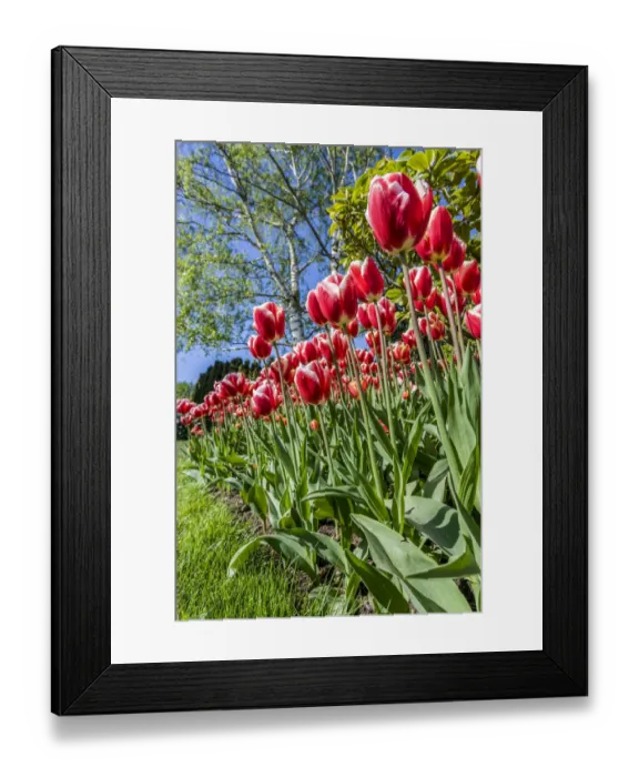 Framed Print : Mount Vernon, Washington State, USA. Tulip garden Framed Print : Mount Vernon, Washington State, USA. Tulip garden