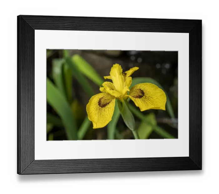 Framed Print : Issaquah, Washington State, USA. Roy Davidson Iris plant growing in a pond