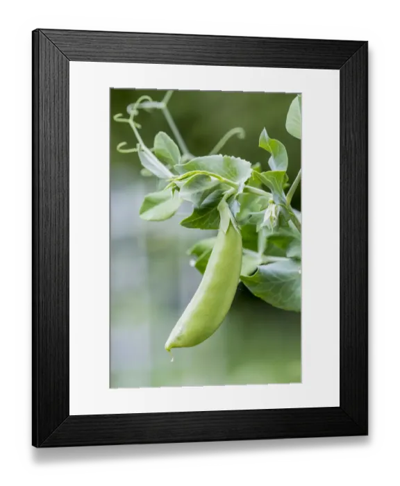Framed Print : Issaquah, Washington State, USA. Snow Pea plant growing in a garden