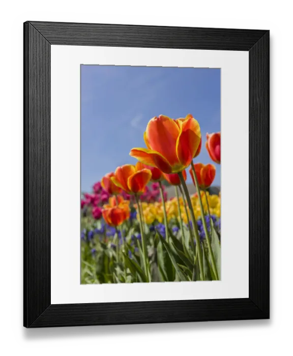 Framed Print : Mount Vernon, Washington State, USA. Tulip garden as seen from underneath