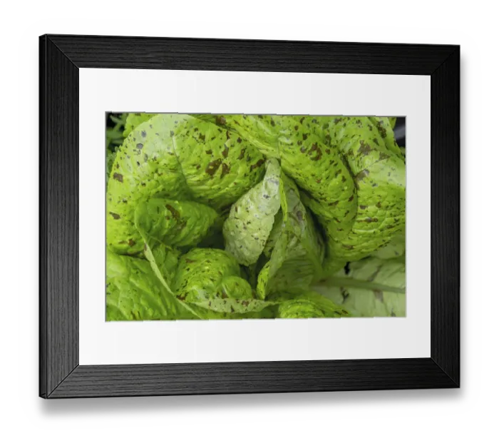 Framed Print : Issaquah, Washington State, USA. Flashy Trouts Back Lettuce plants Framed Print : Issaquah, Washington State, USA. Flashy Trouts Back Lettuce plants